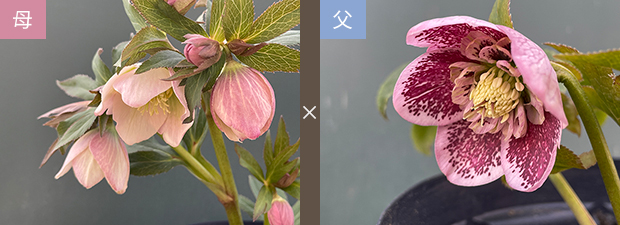 ☆sunshine様6点ご購入苗クリスマスローズ ☆sunshine様6点ご購入苗クリスマスローズ 【公式通販】