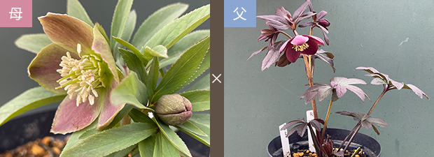 kosiyo0102「歳末セール」クリスマスローズ 小苗 セット kosiyo0102「歳末セール」クリスマスローズ 小苗 セット 51YjGfG4EnL