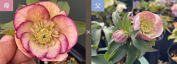 クリスマスローズネット販売～ Zoony Garden