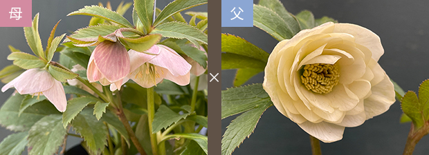 クリスマスローズネット販売～ Zoony Garden