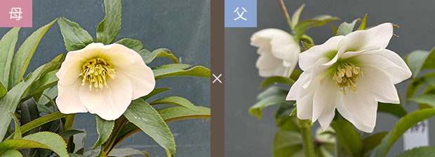 おぎっちょ様ご購入苗㉖-37㉖-109クリスマスローズ クリスマスローズネット販売～ Zoony Garden